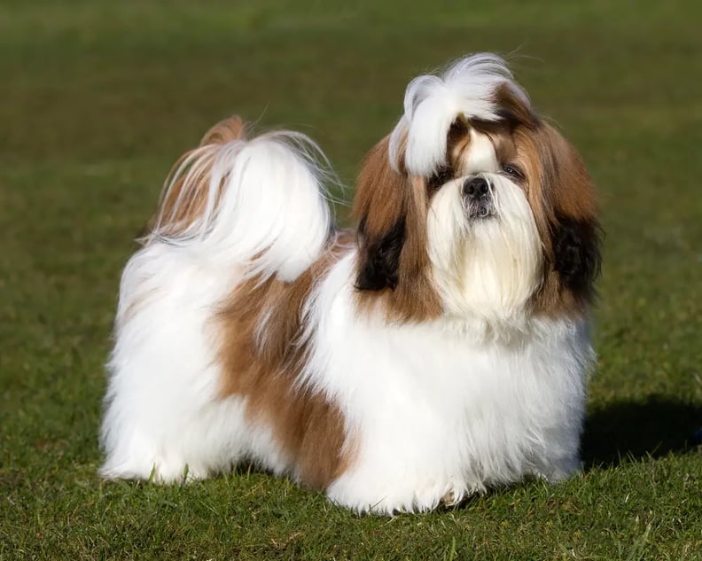 All dog shops breeds images with name